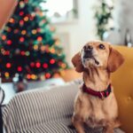 Popular dog breeds in the UK and why we love them so