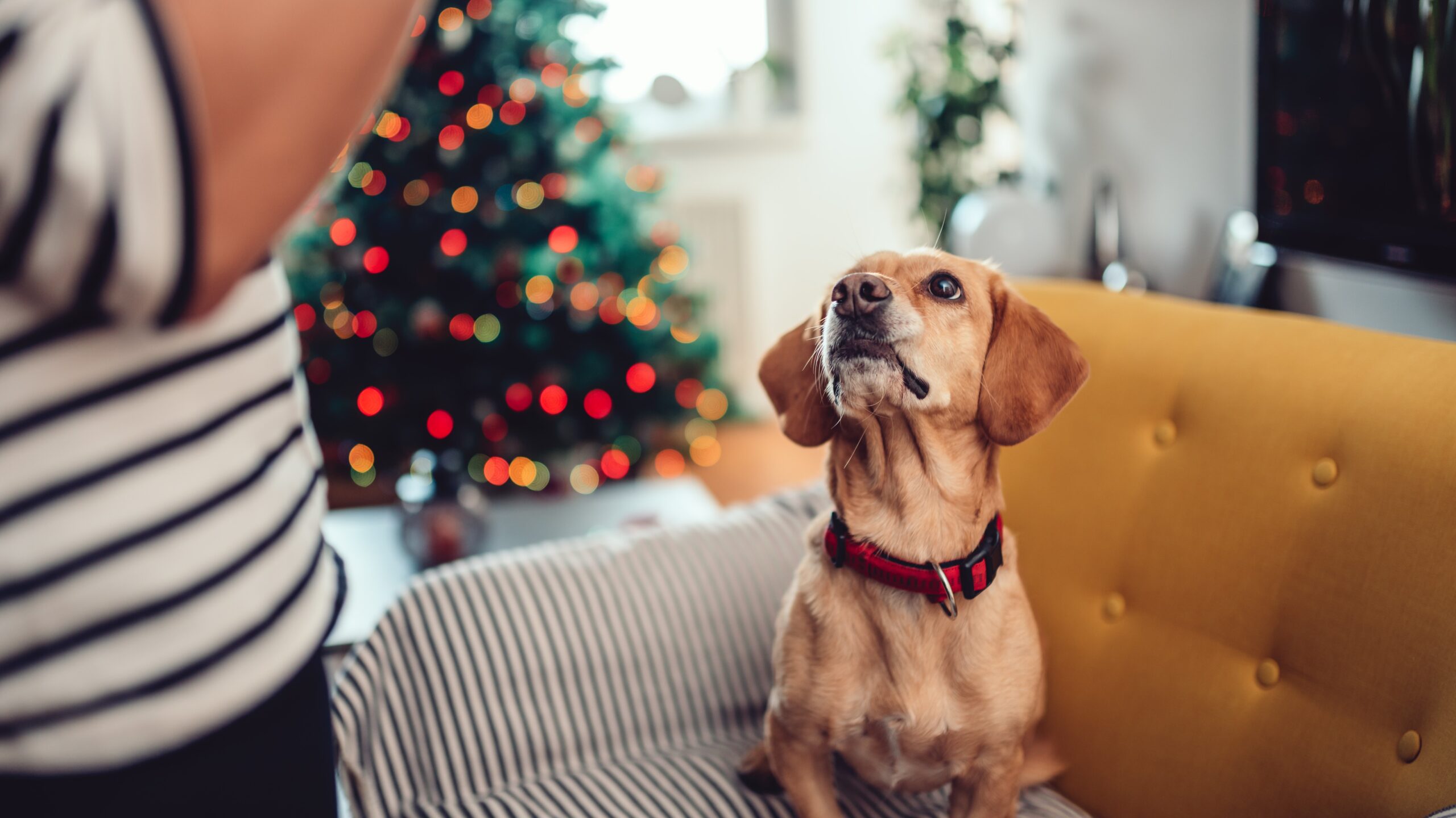 Popular dog breeds in the UK and why we love them so 1 Popular dog breeds in the UK and why we love them so