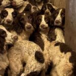 Springer Spaniels rescued from filth training to be police dogs | National News