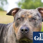 XL bullies are like loaded guns, UK police say after attack on man, 84 | Dangerous dogs