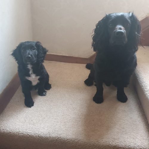 boris and nimrod sitting down get a spaniel to sit at a distance