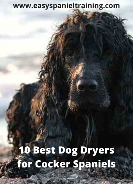 10 Best Dog Dryers for Cocker Spaniels 10 best dog dryers for cocker spaniels