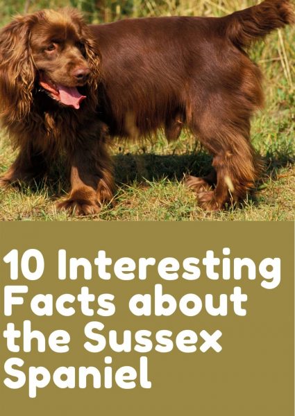 10 Interesting Facts about the Sussex Spaniel