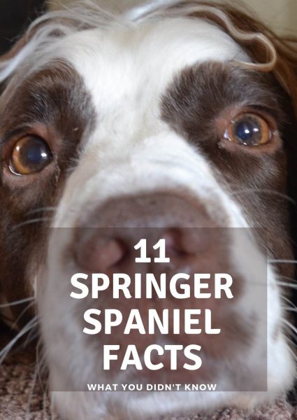 11 Springer Spaniel facts
