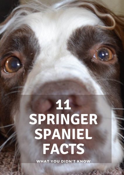 11 Springer Spaniel facts 11 Springer Spaniel facts