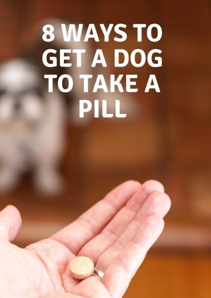 8 ways to get a dog to take a pill