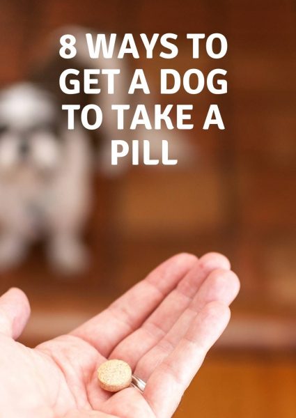 8 ways to get a dog to take a pill 8 ways to get a dog to take a pill