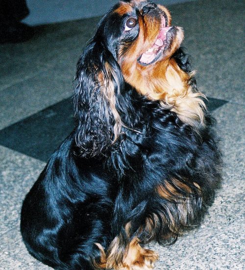 king charles spaniel king charles spaniel