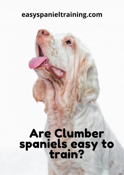 Are Clumber spaniels easy to train