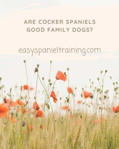 get a cocker spaniel get a cocker spaniel