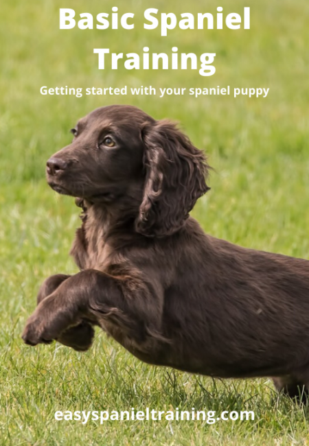 basic spaniel training