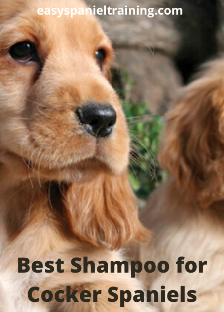 Best Shampoo for Cocker Spaniels Best Shampoo for Cocker Spaniels