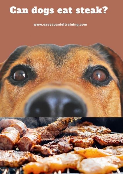 can dogs eat steak can dogs eat steak