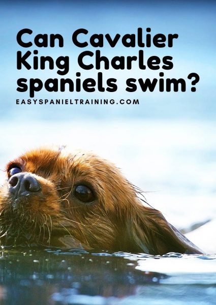 Can Cavalier King Charles spaniels swim Can Cavalier King Charles spaniels swim