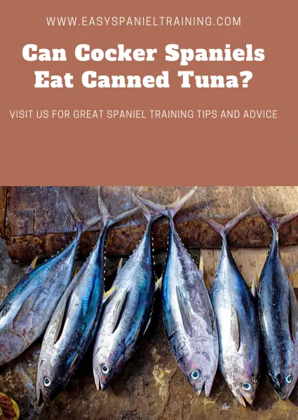 can cocker spaniel eat canned tuna