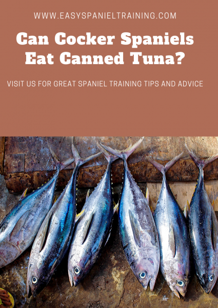 Can Cocker Spaniels Eat Canned Tuna_ (1) can cocker spaniel eat canned tuna