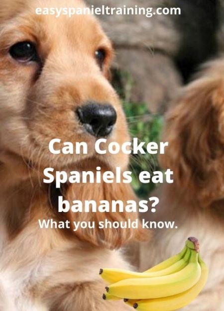 are bananas good for the english springer spaniel