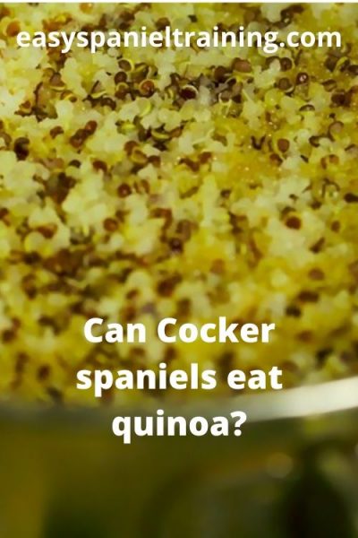 Can Cocker Spaniels eat quinoa_ (2) can cocker spaniels eat quinoa