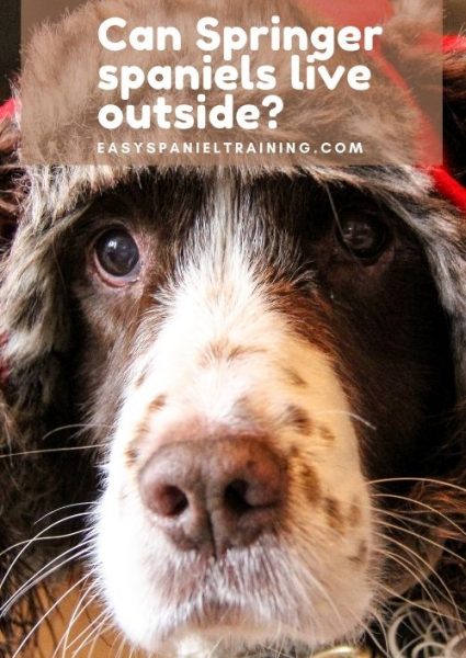 Can Springer spaniels live outside Can Springer spaniels live outside