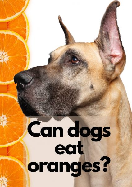 Can dogs eat oranges