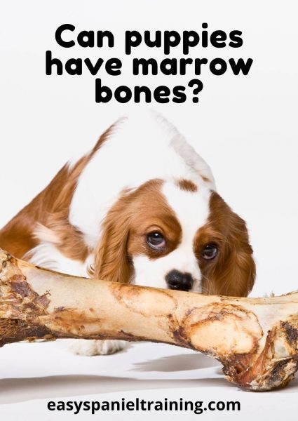 can puppies have marrow bones
