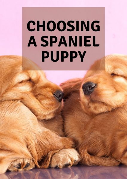 Choosing a spaniel puppy
