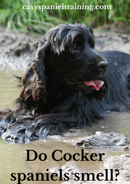 cocker spaniel lying in mud do cocker spaniels smell