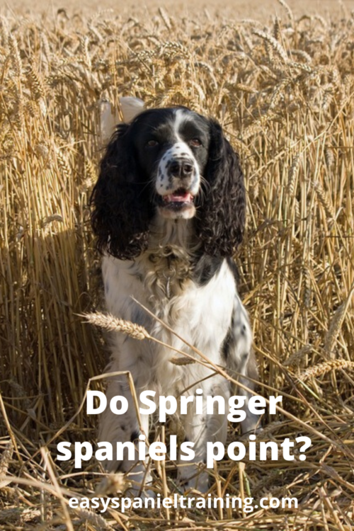 Do Springer spaniels point_ Do Springer spaniels point_