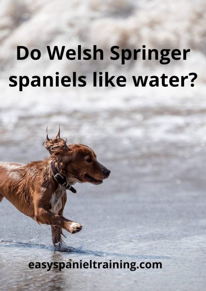 Do Welsh Springer spaniels like water
