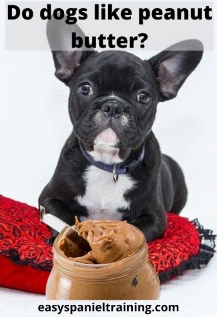 Do dogs like peanut butter_ Do dogs like peanut butter_