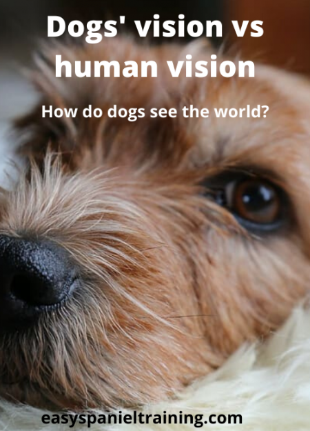 Dogs vision vs human vision dogs vision vs human vision