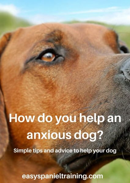 How do you help an anxious dog_ How do you help an anxious dog_