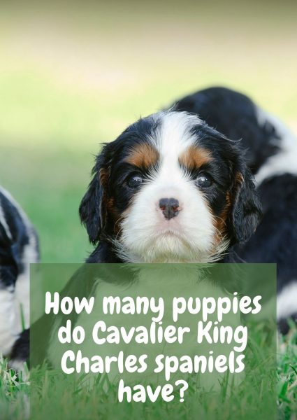 How many puppies do Cavalier King Charles spaniels have How many puppies do Cavalier King Charles spaniels have