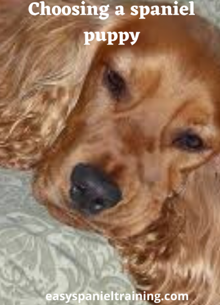 choosing a spaniel puppy choosing a spaniel puppy