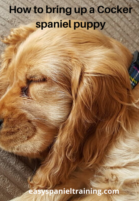 How to bring up a Cocker spaniel puppy how to bring up a cocker spaniel puppy