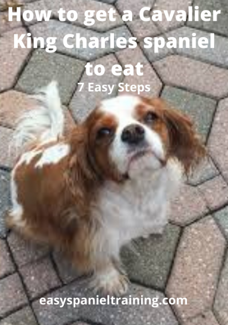 How to get a Cavalier King Charles spaniel to eat how to get a cavalier king charles spaniel to eat