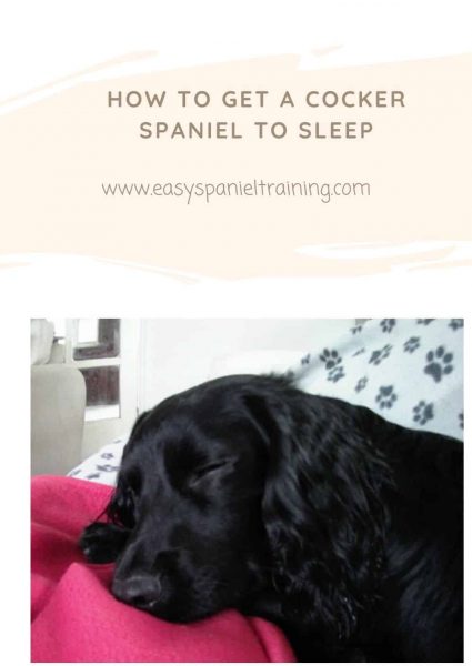 How to get a cocker spaniel to sleep how to get a cocker spaniel to sleep