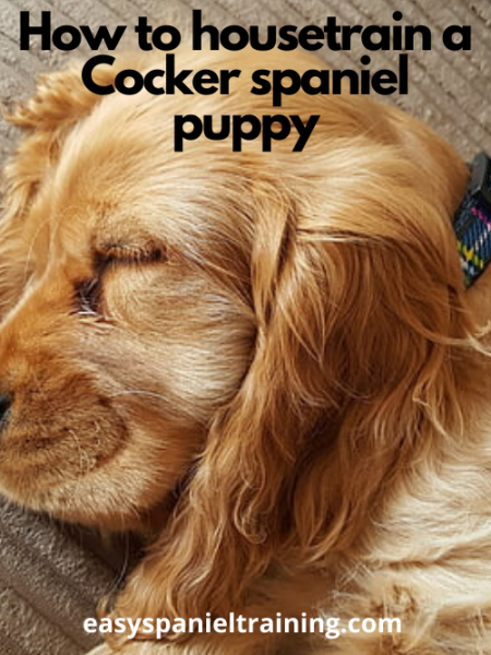 How to house train a Cocker spaniel puppy how to house train a cocker spaniel puppy
