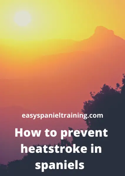 how to prevent heatstroke in spaniels