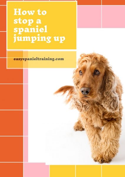 How to stop a spaniel jumping up How to stop a spaniel from jumping up