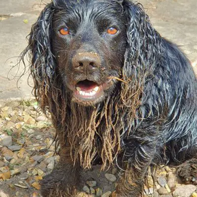 why do cocker spaniels dig