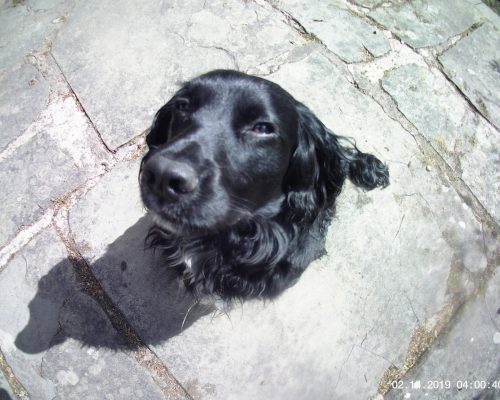 nimrod sitting down paw care for spaniels