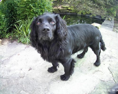 cocker spaniel tails