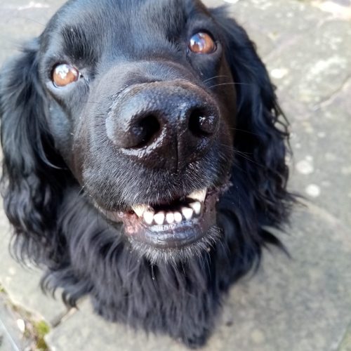 spaniel's sense of smell