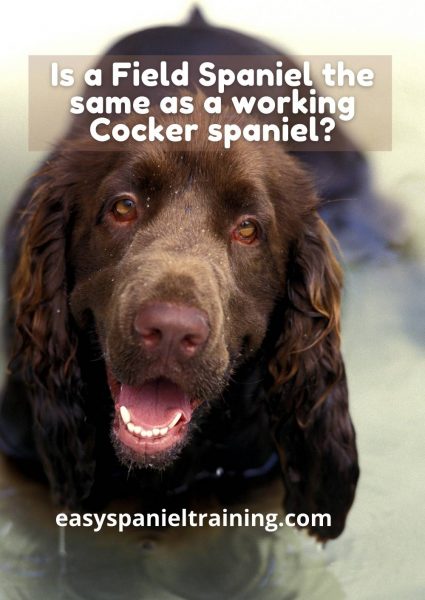 Is a Field Spaniel the same as a working Cocker spaniel_