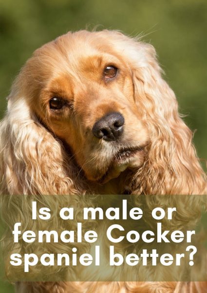 Is a male or female Cocker spaniel better_ Is a male or female Cocker spaniel better