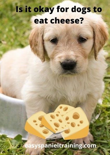 Is it okay for dogs to eat cheese_ Is it okay for dogs to eat cheese_