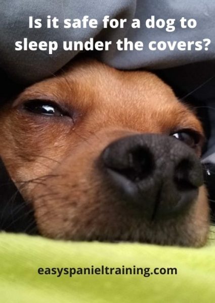 is it ok for my dog to sleep under the covers