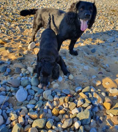 cocker spaniel training