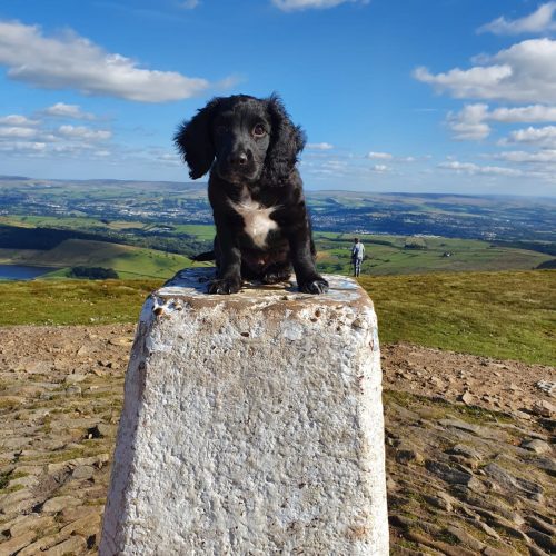 Nimrod Top of Longridge Fell making a choice of spaniel puppy